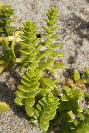 Honckenya peploides \ Salz-Miere / Sea Sandwort, S Mellbystrand 13.8.2009