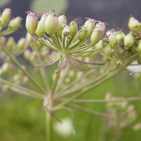 Peucedanum palustre \ Sumpf-Haarstrang / Marsh Hog's Parsley, Milk Parsley, S Norra Kvill 11.8.2009