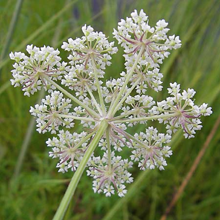 Peucedanum palustre \ Sumpf-Haarstrang / Marsh Hog's Parsley, Milk Parsley, S Norra Kvill 11.8.2009