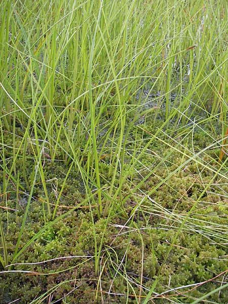 Eriophorum angustifolium \ Schmalblttriges Wollgras / Common Cotton Grass, S Fjällbacka 8.8.2010