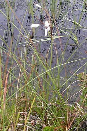 Eriophorum angustifolium \ Schmalblttriges Wollgras / Common Cotton Grass, S Fjällbacka 8.8.2010