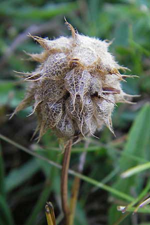 Trifolium fragiferum \ Erdbeer-Klee / Strawberry Clover, S Simrishamn 6.8.2009