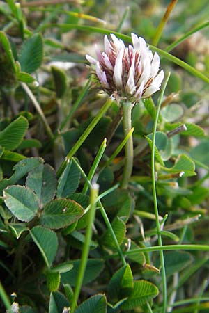 Trifolium fragiferum \ Erdbeer-Klee, S Simrishamn 6.8.2009