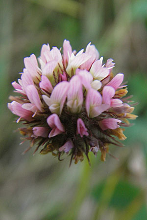 Trifolium fragiferum \ Erdbeer-Klee, S Öland, Trollskogen 9.8.2009