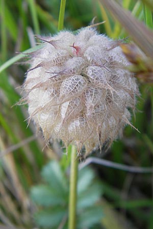 Trifolium fragiferum \ Erdbeer-Klee, S Öland, Trollskogen 9.8.2009