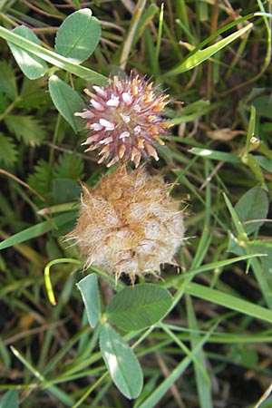 Trifolium fragiferum \ Erdbeer-Klee, S Öland, Trollskogen 9.8.2009