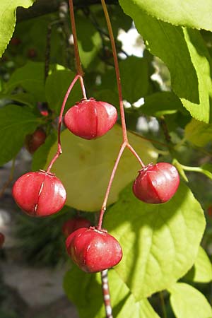 Euonymus latifolius \ Breitblttriges Pfaffenhtchen / Broad-Leaf Spindle, S Botan. Gar.  Universit.  Uppsala 28.8.2010