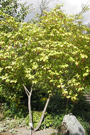 Euonymus latifolius \ Breitblttriges Pfaffenhtchen, S Botan. Gar.  Universit.  Uppsala 28.8.2010