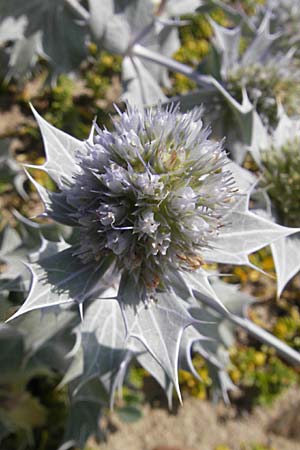 Eryngium maritimum \ Stranddistel, S Varberg 4.8.2010