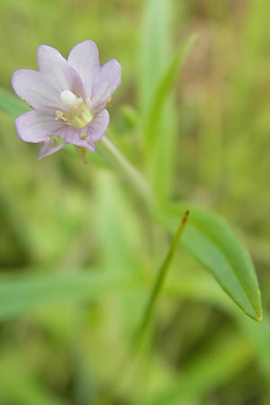 Epilobium palustre \ Sumpf-Weidenrschen / Marsh Willowherb, S Torekov 3.8.2010