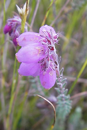 Erica tetralix \ Moor-Glockenheide / Cross-Leaved Heath, S Store Mosse 12.8.2009