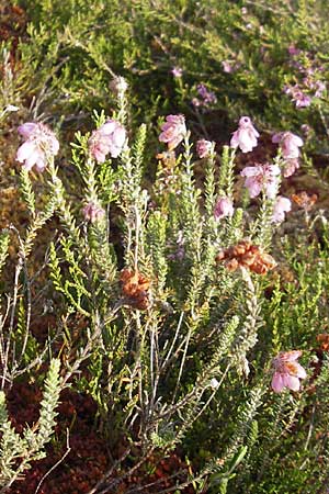 Erica tetralix / Cross-Leaved Heath, S Store Mosse 12.8.2009