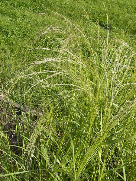 Eragrostis tef \ Teff, Zwerghirse / Teff, Williams Love Grass, S Botan. Gar.  Universit.  Uppsala 28.8.2010