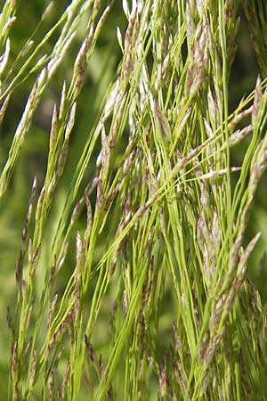 Eragrostis tef \ Teff, Zwerghirse / Teff, Williams Love Grass, S Botan. Gar.  Universit.  Uppsala 28.8.2010