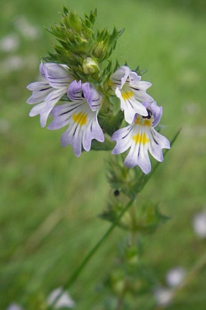 Euphrasia arctica subsp. tenuis ? \ Nrdlicher Augentrost / Northern Eyebright, S Västers 28.8.2010