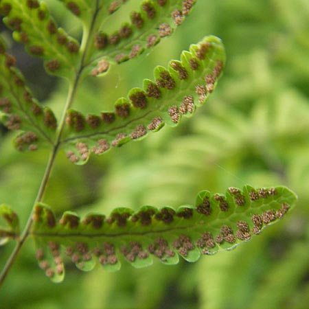 Gymnocarpium dryopteris \ Eichenfarn / Oak Fern, S Orust 7.8.2010