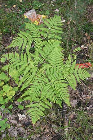 Gymnocarpium dryopteris \ Eichenfarn, S Västers Ängsö 29.8.2010