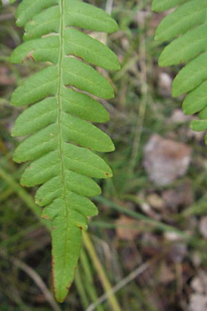 Gymnocarpium dryopteris \ Eichenfarn / Oak Fern, S Västers Ängsö 29.8.2010