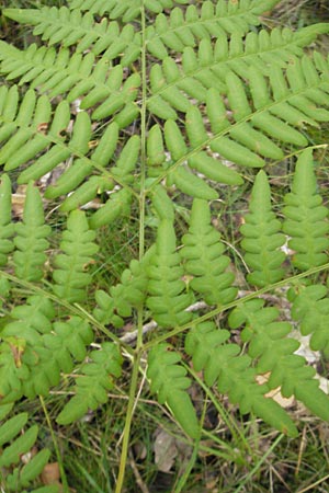 Gymnocarpium dryopteris \ Eichenfarn / Oak Fern, S Västers Ängsö 29.8.2010