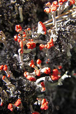 Cladonia floerkeana \ Rotfrchtige Becher-Flechte, S Store Mosse 12.8.2009