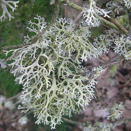 Pseudevernia furfuracea \ Band-Flechte, Baum-Flechte, S Kullaberg 14.8.2009