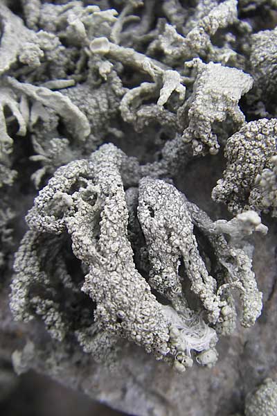 Ramalina spec1 ? / Lichen, S Torekov 3.8.2010