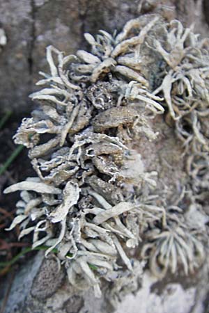 Cladonia uncialis \ Zahnfrmige Cladonie, Igel-Cladonie, S Kullaberg 13.8.2009