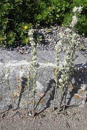 Filago arvensis / Field Cudweed, S Västers 28.6.2011