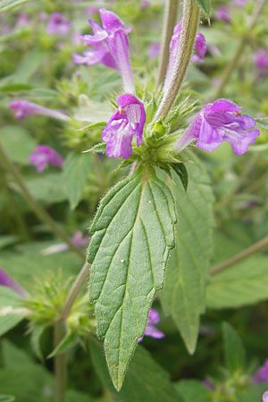 Galeopsis ladanum \ Breitblttriger Hohlzahn, S Helsingborg 2.8.2010