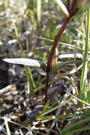 Gentianella uliginosa / Dune Gentian, S Öland, Stora Alvaret, Möckel Mossen 8.8.2009