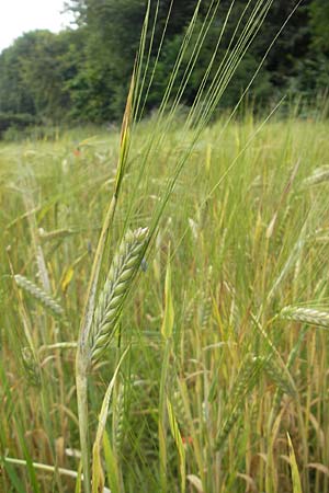 Hordeum distichon \ Zweizeilige Gerste / Two-Rowed Barley, S Helsingborg 2.8.2010