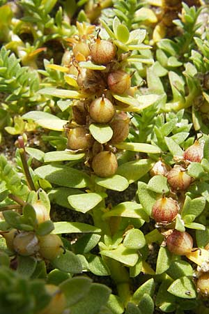 Lysimachia maritima \ Strand-Milchkraut / Sea Milkwort, S Varberg 4.8.2010