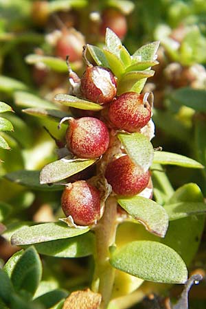 Lysimachia maritima \ Strand-Milchkraut, S Varberg 4.8.2010