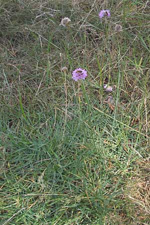 Armeria maritima subsp. maritima \ Strand-Grasnelke / Thrift, Sea Pink, S Beddinge Strand 5.8.2009