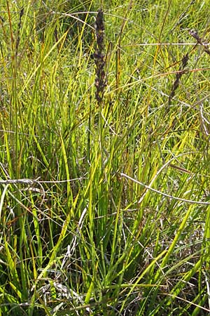 Molinia caerulea \ Pfeifengras / Moor Grass, S Öland, Stora Alvaret, Möckel Mossen 8.8.2009