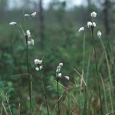 Eriophorum latifolium \ Breitblttriges Wollgras, S Muddus National-Park 17.6.1995