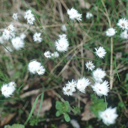 Eriophorum vaginatum \ Scheiden-Wollgras / Hare's-Tail Cotton Grass, S Muddus National-Park 17.6.1995