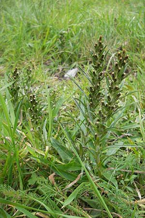 Gnaphalium sylvaticum \ Wald-Ruhrkraut / Heath Cudweed, S Tanum 9.8.2010