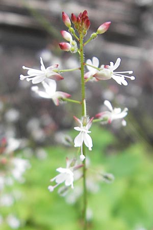 Circaea x intermedia \ Mittleres Hexenkraut / Upland Enchanter's Nightshade, S Helsingborg 2.8.2010