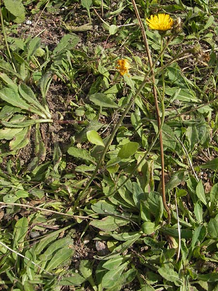 Hieracium floribundum \ Reichbltiges Habichtskraut / Early Devil Hawkweed, Pale Hawkweed, S Botan. Gar.  Universit.  Uppsala 28.8.2010