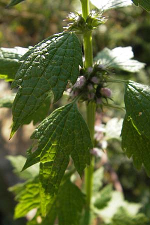 Leonurus cardiaca subsp. cardiaca \ Echtes Herzgespann, Gewhnlicher Lwenschwanz / Motherwort, S Glimmingehus 6.8.2009