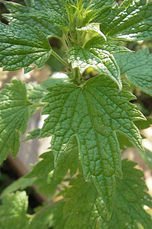 Leonurus cardiaca subsp. cardiaca \ Echtes Herzgespann, Gewhnlicher Lwenschwanz / Motherwort, S Glimmingehus 6.8.2009