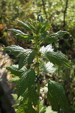 Leonurus cardiaca subsp. cardiaca \ Echtes Herzgespann, Gewhnlicher Lwenschwanz / Motherwort, S Glimmingehus 6.8.2009