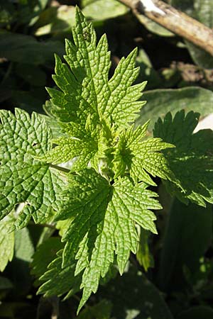 Leonurus cardiaca subsp. cardiaca \ Echtes Herzgespann, Gewhnlicher Lwenschwanz / Motherwort, S Glimmingehus 6.8.2009