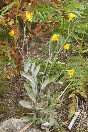 Hieracium laevigatum / Smooth Hawkweed, S Smland, Grönsen 10.8.2009