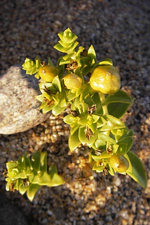 Honckenya peploides / Sea Sandwort, S Simrishamn 6.8.2009