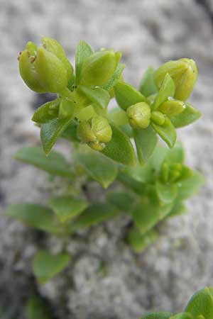 Honckenya peploides / Sea Sandwort, S Torekov 3.8.2010