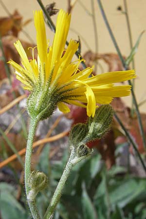 Hieracium prasiophaeum / Early Hawkweed, S Botan. Gar.  Universit.  Uppsala 28.8.2010