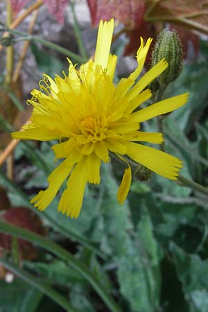 Hieracium prasiophaeum \ Lauchgrnliches Frhes Habichtskraut / Early Hawkweed, S Botan. Gar.  Universit.  Uppsala 28.8.2010