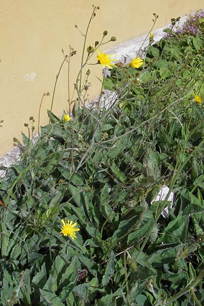 Hieracium prasiophaeum / Early Hawkweed, S Botan. Gar.  Universit.  Uppsala 28.8.2010